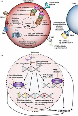 Therapeutic and Mechanistic Perspectives of Protein Complexes in Breast Cancer